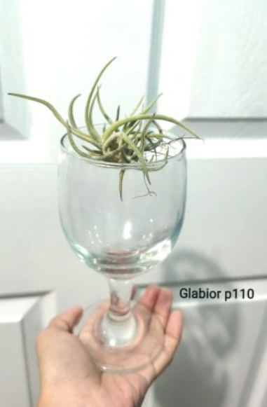 Glabior Airplant