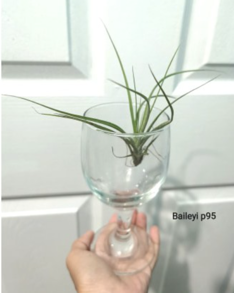 Baileyi Airplant