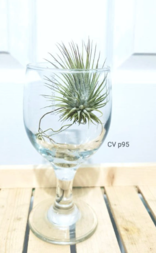 Ionantha CV Airplant