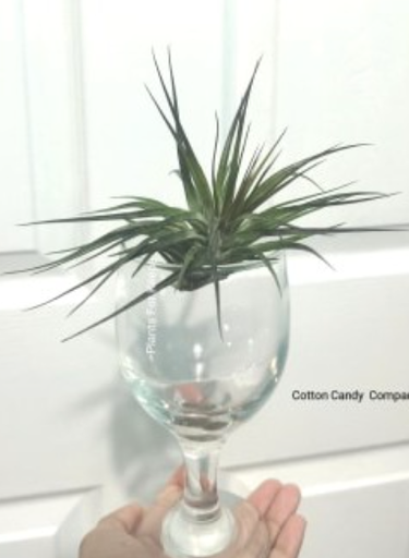Cotton Candy Compact Airplant