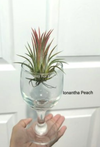 Ionantha Peach Airplant