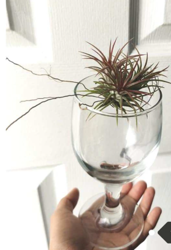 Multiple Fuego Airplant