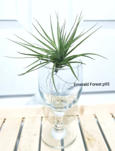 Emerald Forest Airplant