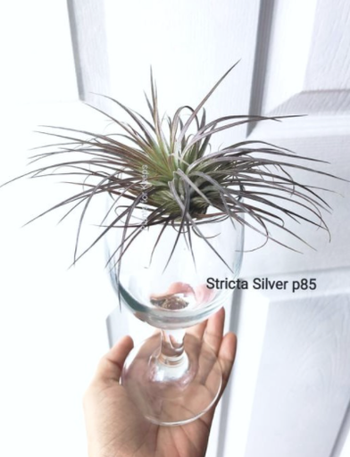 Stricta Silver Airplant