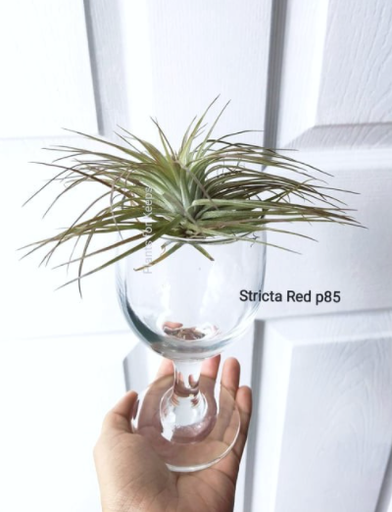 Stricta Red Airplant