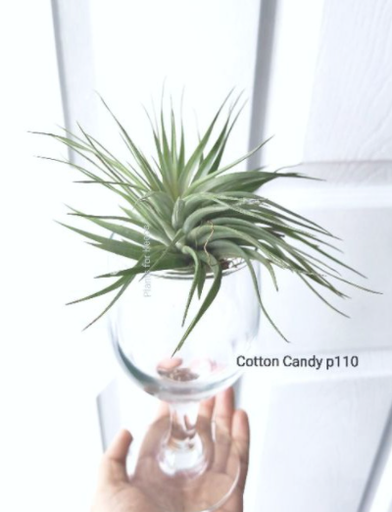 Cotton Candy Purple Airplant