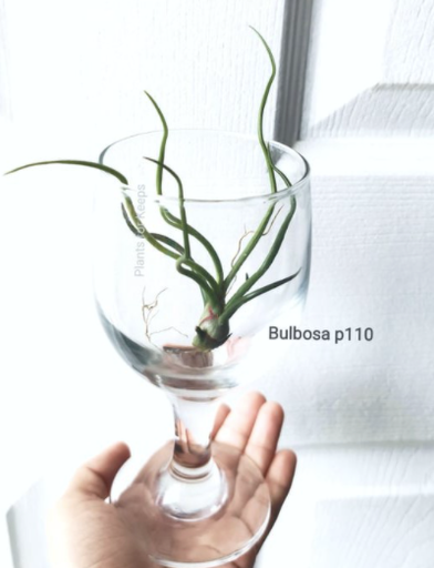 Bulbosa Airplant