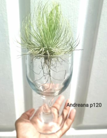 Andreana Airplant