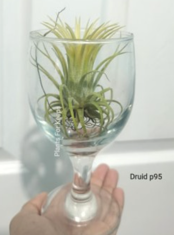 Ionantha Druid Airplant