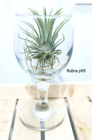 Rubra Airplant